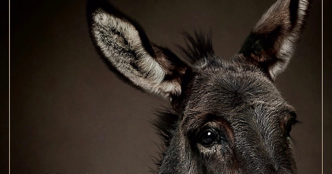 Two Roam Members Create an Award Winning Ad Campaign Blog Roam